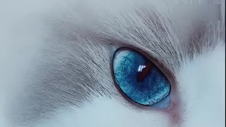 猫咪:这眼睛,这才是眼眸深似海洋,满眼星辰