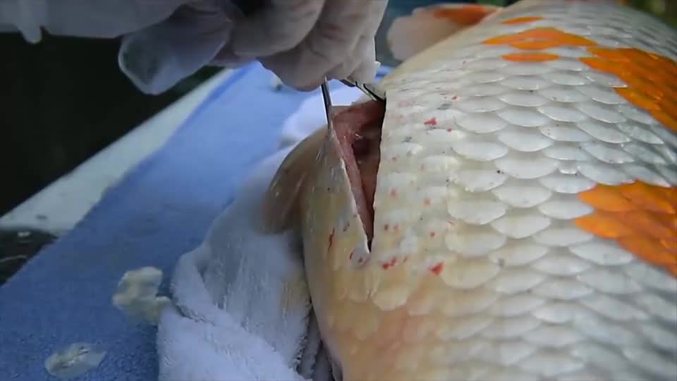 20斤宠物锦鲤长了巨型肿瘤主人毫不犹豫花上万元为鱼治疗