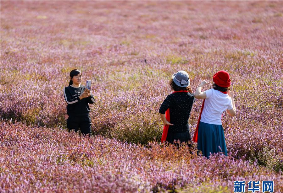 11月7日,在安徽省铜陵市义安区凤凰山铜草花生态公园,市民在赏花游玩.