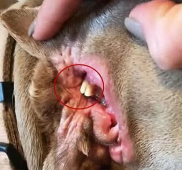 狗狗耳朵上有黄东西主人起先以为是耳屎仔细一看吓得冒冷汗