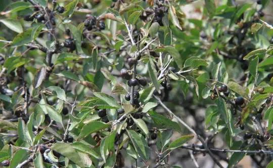 柳叶鼠李,我们叫黑格兰,叶香当茶喝,根好做根雕__财经头条