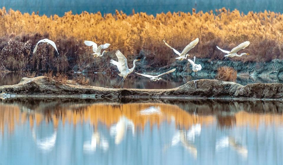 盐湖上白鹭飞