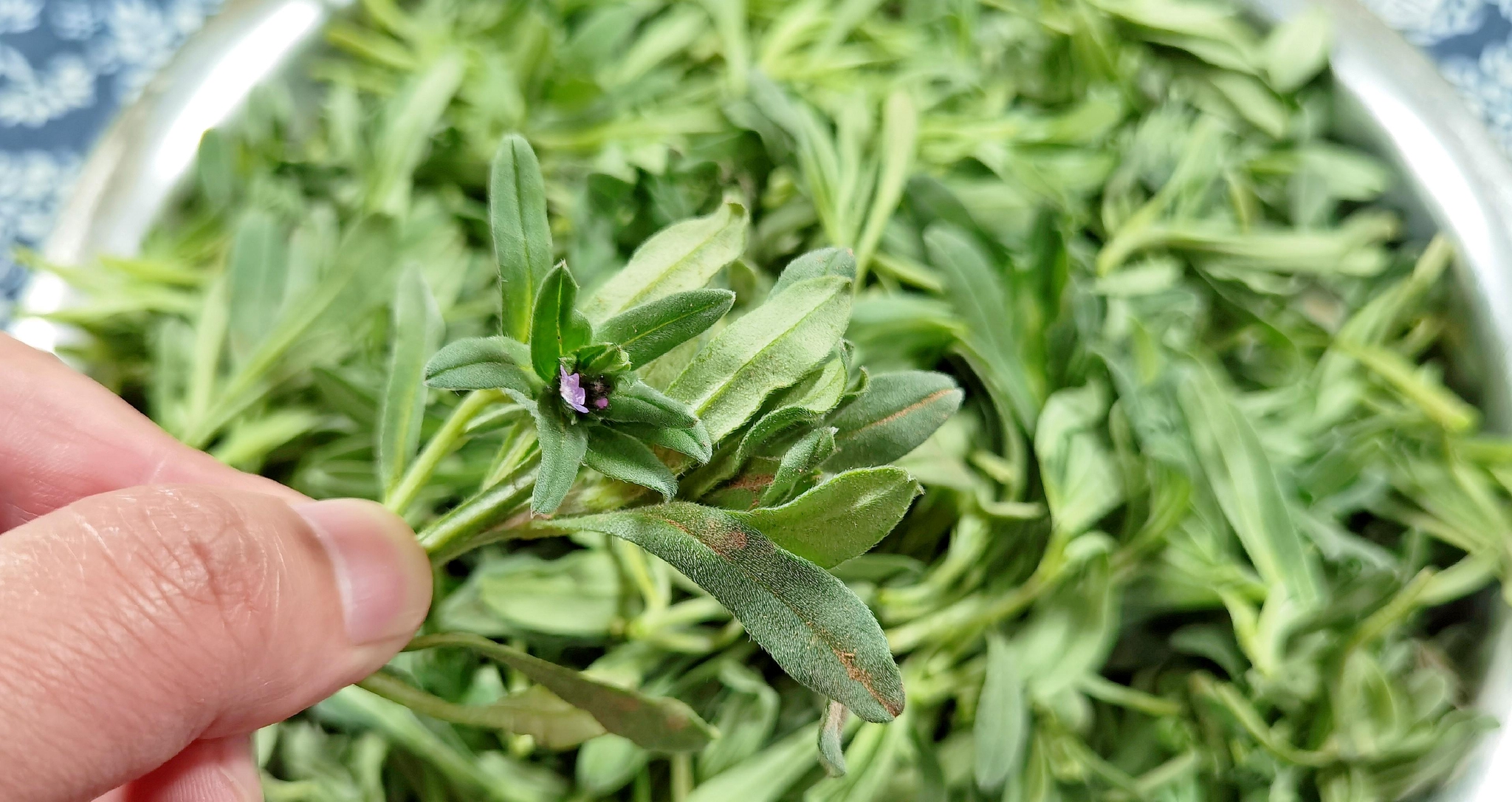 春天,别拿这菜当野草了,焯水一拌,比荠菜还鲜,营养好吃不上火|紫草