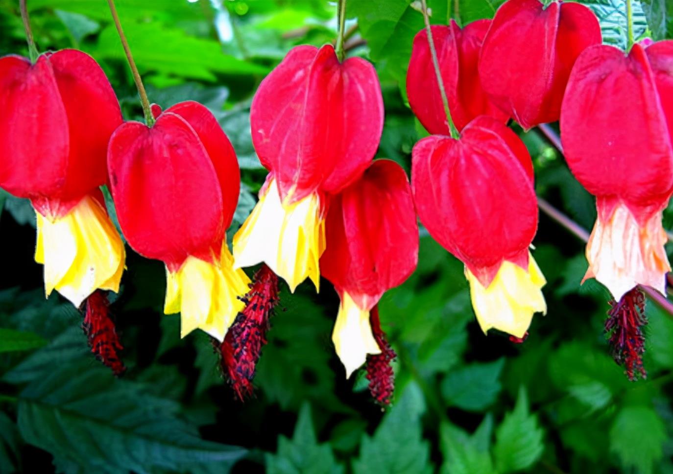 节日里养花就养4种灯笼花悬挂起来真好看