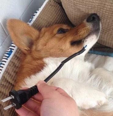 狗狗咬电线闯祸后做贼心虚不敢正脸看主人结果秒秒钟被看穿