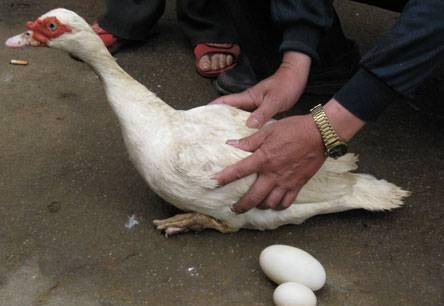 都知道我们人类驯养家禽的历史非常悠久,说到鸭蛋或者是鸭子的祖先,那