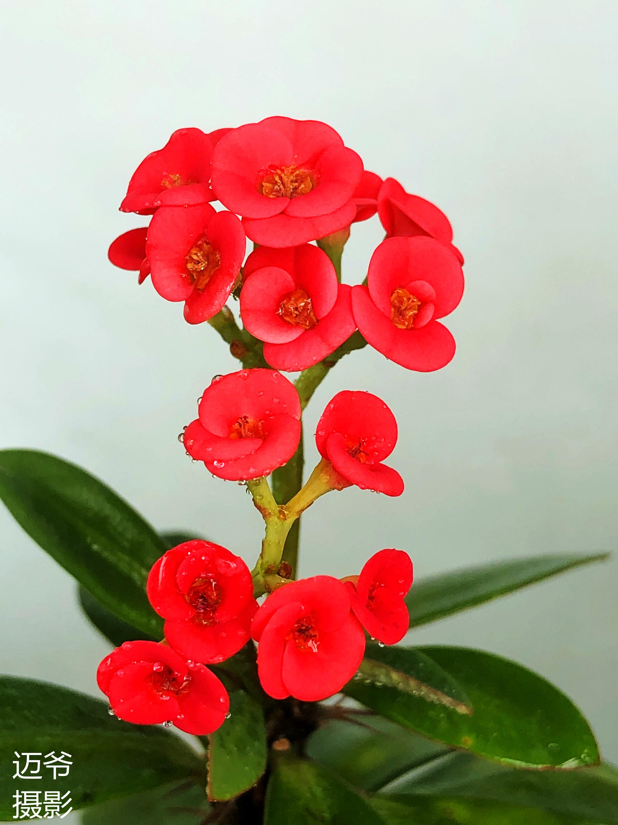 苹果8p拍摄的铁海棠_高清图集_新浪网