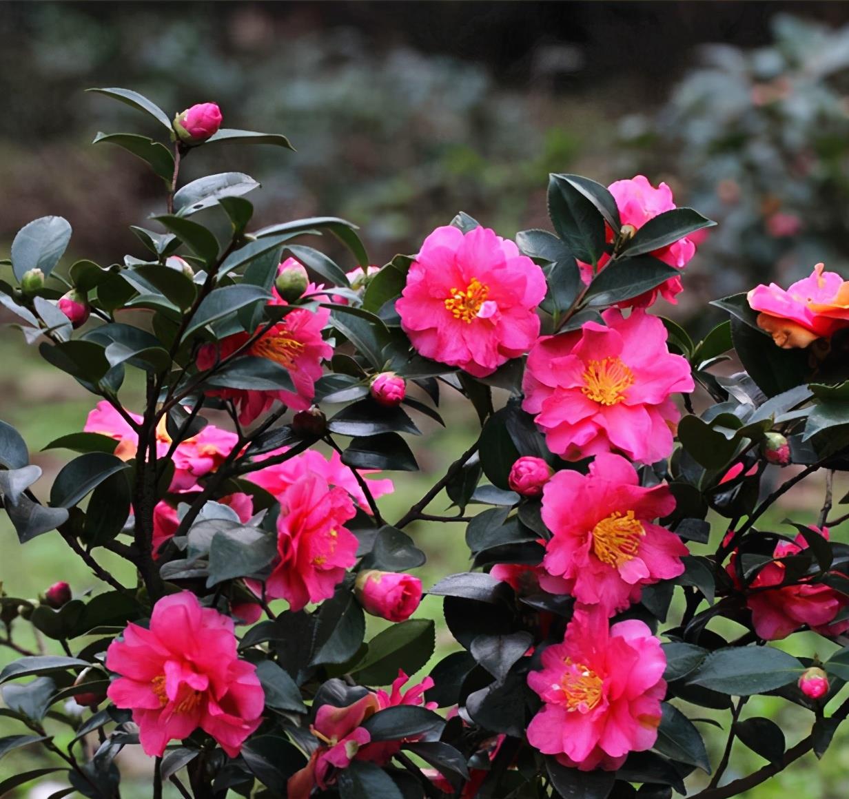茶花开完花,正待修剪时,春天狠剪,夏秋冬莫动,花苞才满枝