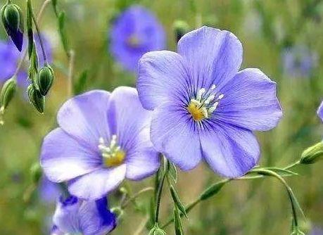 是一种茄科赛亚麻属下的一种草本植物,它的植株高度大概在十五厘米到