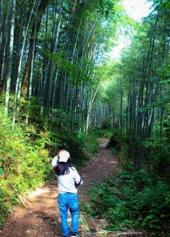 竹林太美 光影斑驳恍如隔世 来这里度假一定要去竹林里走走 财经头条 竹林太美 光影斑驳恍如隔世 来这里度假一定要去竹林里走走 财经头条
