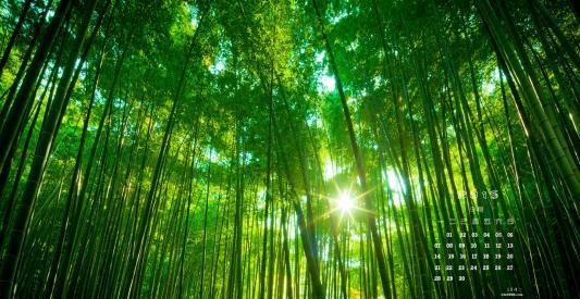 竹林太美 光影斑驳恍如隔世 来这里度假一定要去竹林里走走 财经头条 竹林太美 光影斑驳恍如隔世 来这里度假一定要去竹林里走走 财经头条