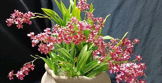 文心兰这是马鞭草科的一种植物,花朵就像是茉莉花一般,但是是一串串垂