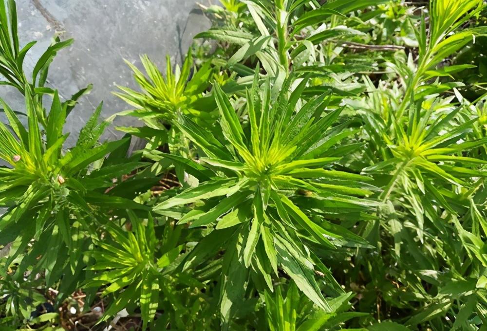 农村不起眼的小蓬草,全株可以入药,懂的人常常拔回家煮水喝|蓬草|农村