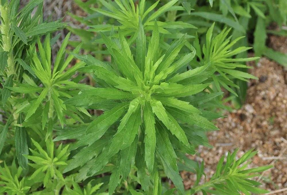 农村不起眼的小蓬草,全株可以入药,懂的人常常拔回家煮水喝|蓬草|农村