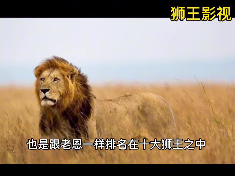 坏男孩联盟瑞斯塔,老恩外的另一传奇狮王!二哥的故事.