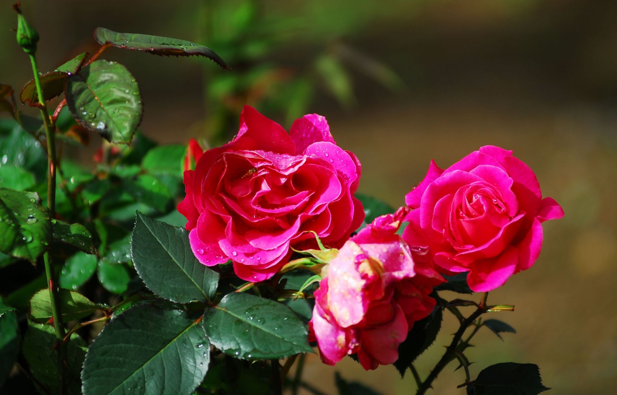 热恋一夏 五彩缤纷的月季花_高清图集_新浪网