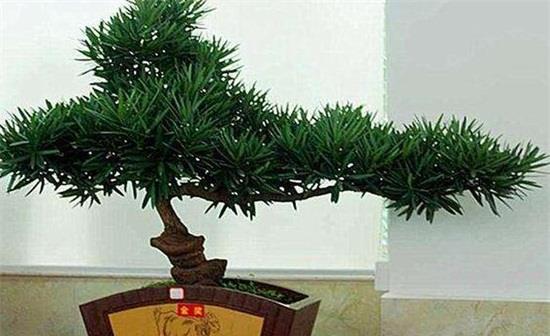 十大罗汉松品种 盘点最美10种罗汉松品种 财经头条 十大罗汉松品种 盘点最美10种罗汉松品种 财经头条