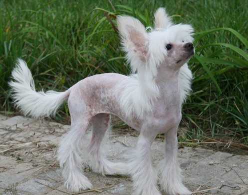 中国冠毛犬,不用张着嘴伸出舌来散热,它是唯一靠汗腺排汗的犬种休闲区蓝鸢梦想 - Www.slyday.coM 中国冠毛犬,不用张着嘴伸出舌来散热,它是唯一靠汗腺排汗的犬种休闲区蓝鸢梦想 - Www.slyday.coM