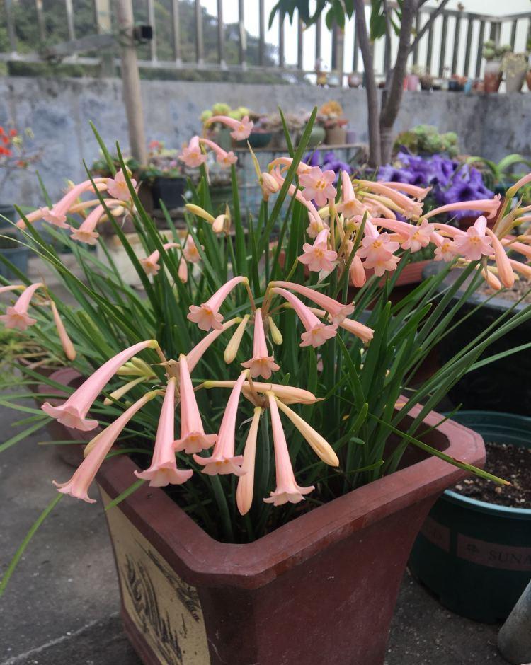 垂筒花花朵优美开花正当时养护过程留意有几个方面