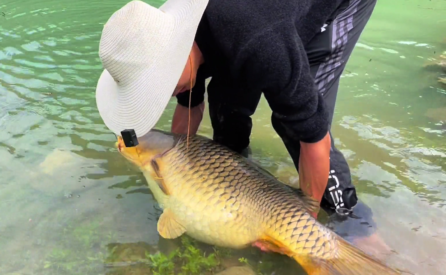 湖北鱼类资源羡煞钓友五十斤鲤鱼王出水体长13米最终放生