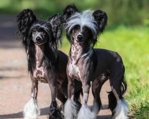 中国冠毛犬,不用张着嘴伸出舌来散热,它是唯一靠汗腺排汗的犬种休闲区蓝鸢梦想 - Www.slyday.coM 中国冠毛犬,不用张着嘴伸出舌来散热,它是唯一靠汗腺排汗的犬种休闲区蓝鸢梦想 - Www.slyday.coM