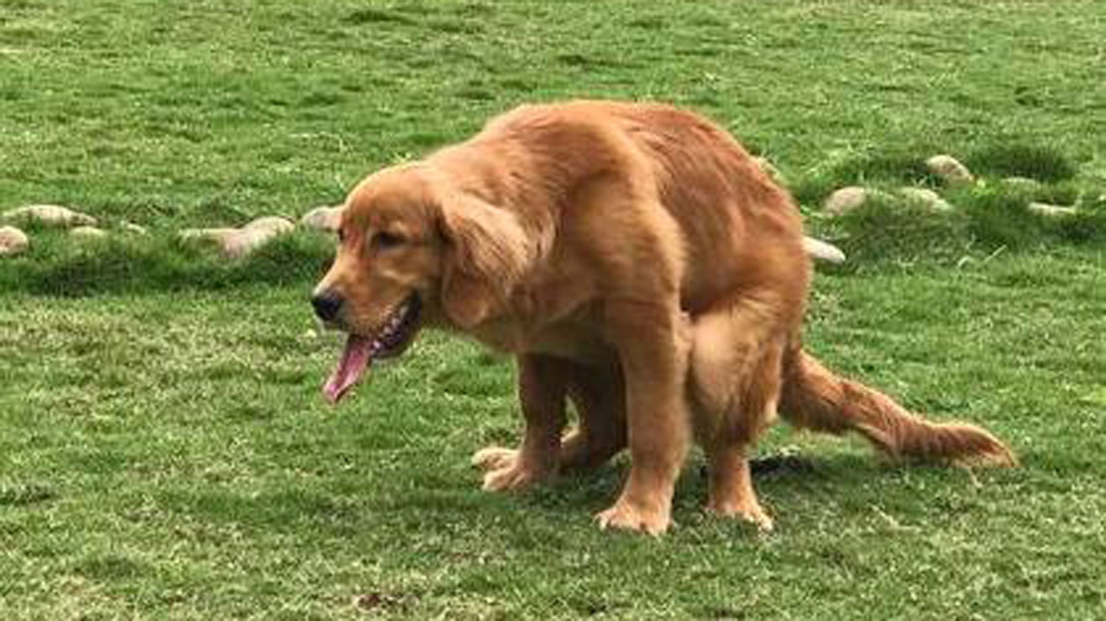 太痛苦了,已经很多天没有排便了,到底怎么办|便秘|爱犬|直肠_新浪新闻