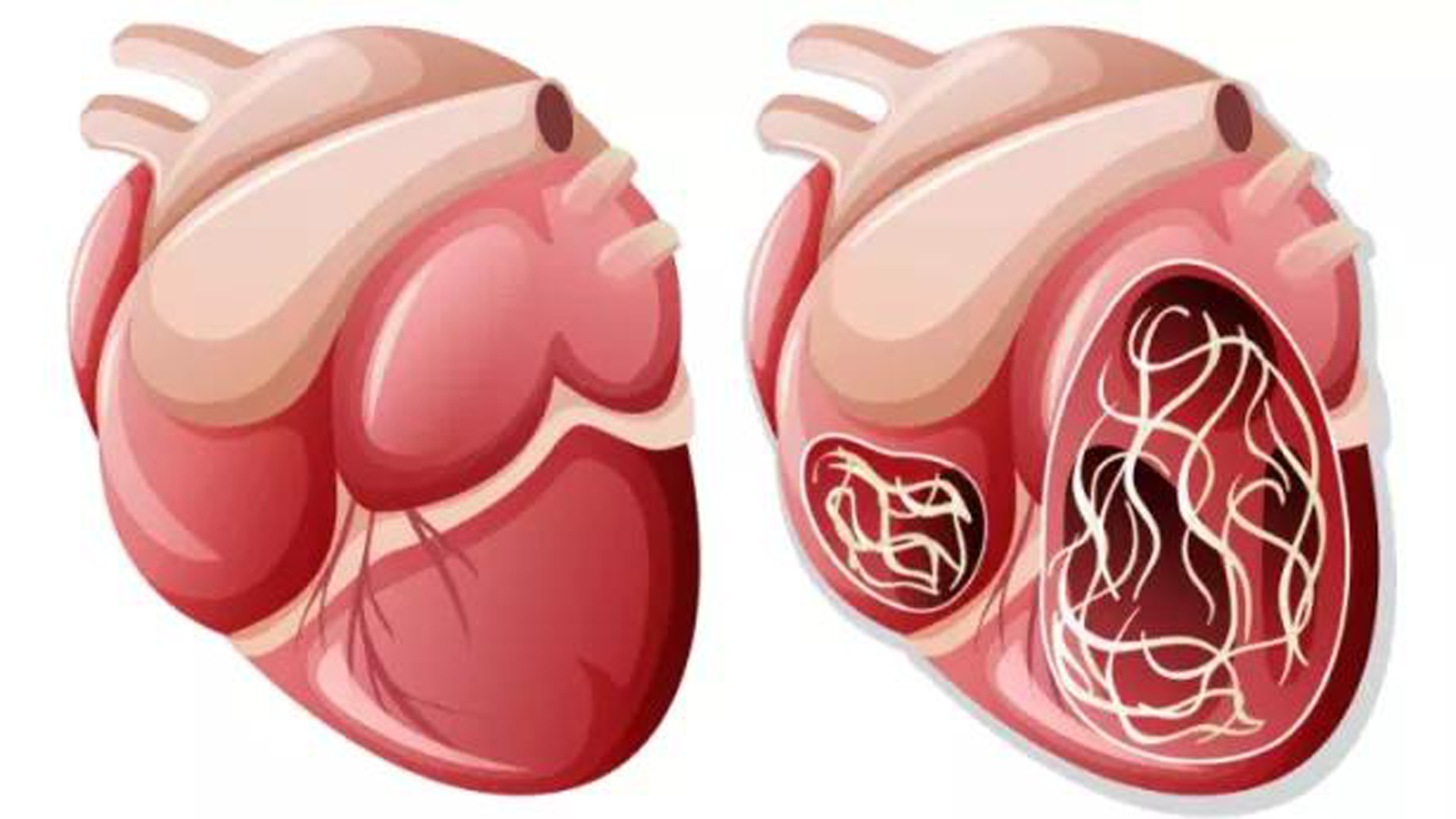 蚊子活跃的季节,可怕的犬心丝虫,无需恐慌重在预防