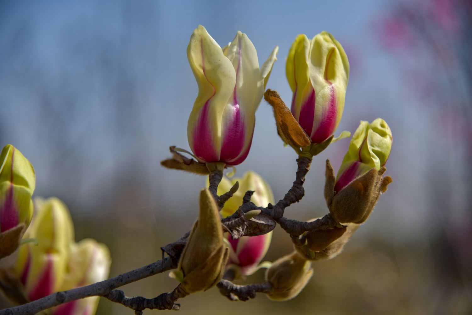 西安植物园开园了 百种玉兰花开放你认识几种