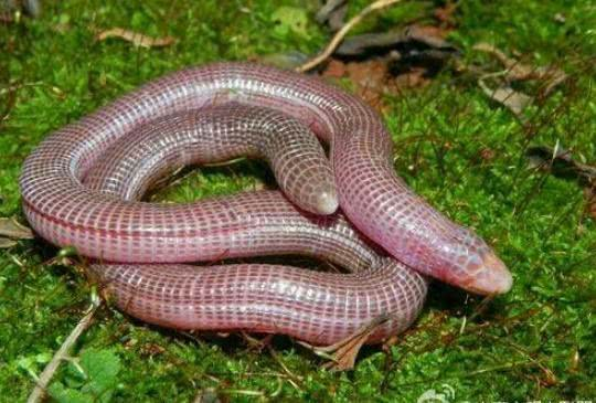 男子在野外看到一条奇怪的"毒蛇",头上居然长有龙角!