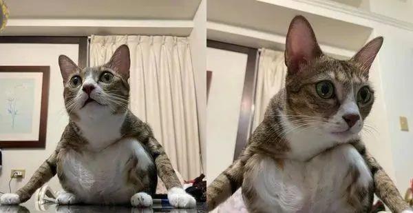 猫咪开腿亚洲蹲秀嫩白肚肉,妈爆笑真相:持续5分钟_高清图集_新浪网