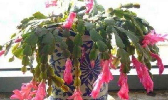 冬天养花,以下“2种水”不可浇,黄叶又烂根,科学浇水很重要!休闲区蓝鸢梦想 - Www.slyday.coM 冬天养花,以下“2种水”不可浇,黄叶又烂根,科学浇水很重要!休闲区蓝鸢梦想 - Www.slyday.coM