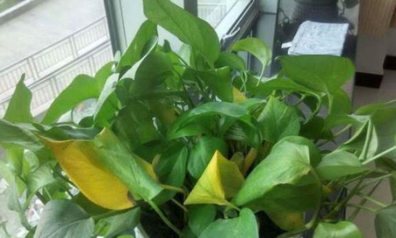 冬天养花,以下“2种水”不可浇,黄叶又烂根,科学浇水很重要!休闲区蓝鸢梦想 - Www.slyday.coM 冬天养花,以下“2种水”不可浇,黄叶又烂根,科学浇水很重要!休闲区蓝鸢梦想 - Www.slyday.coM