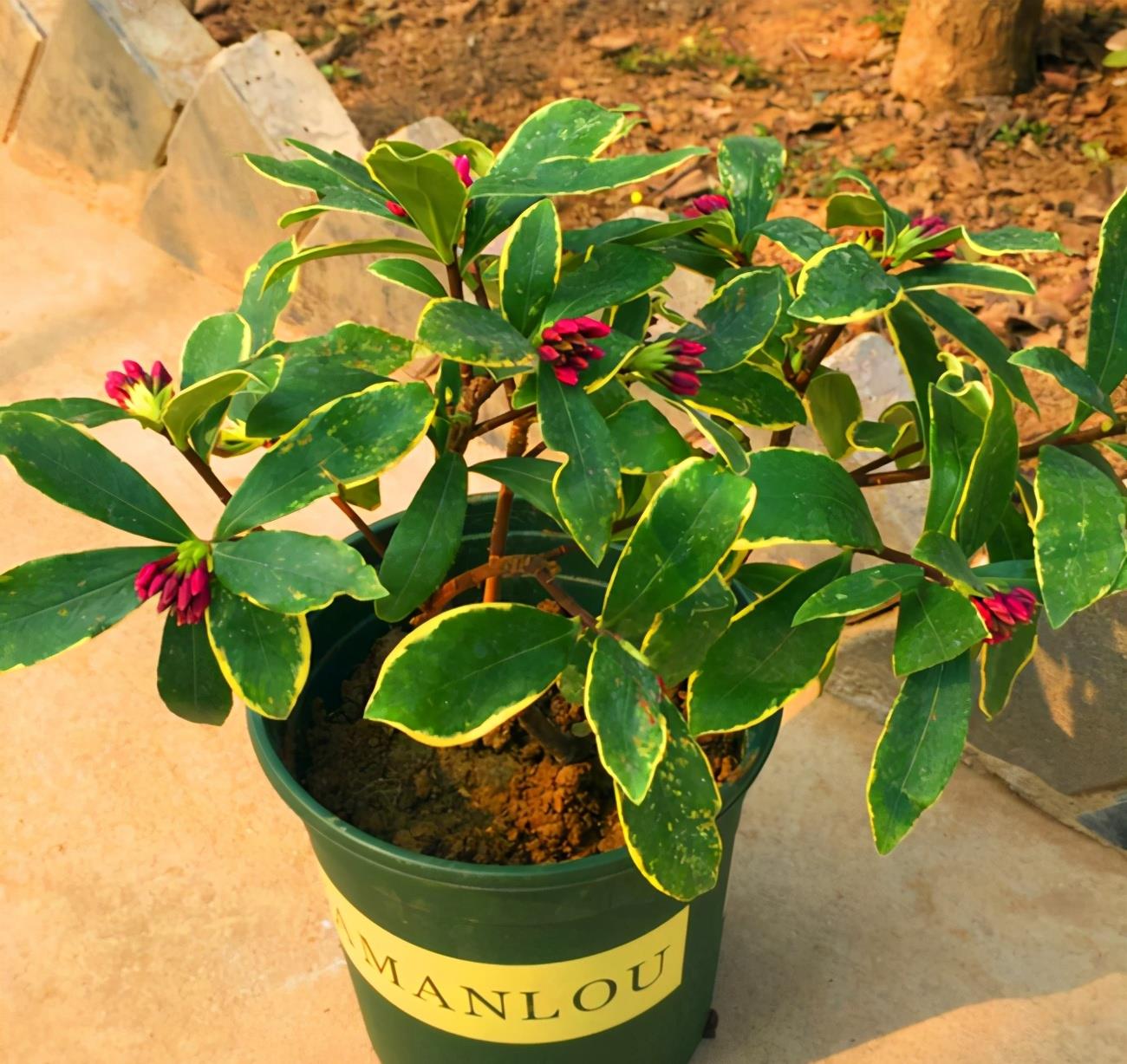 春天来了,有5种花适合春天养,一起看看吧|植株|栀子|米兰花_新浪新闻