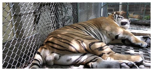 对此,湄林老虎王国负责人也对外声明,今后绝不允许园内工作人员及游客