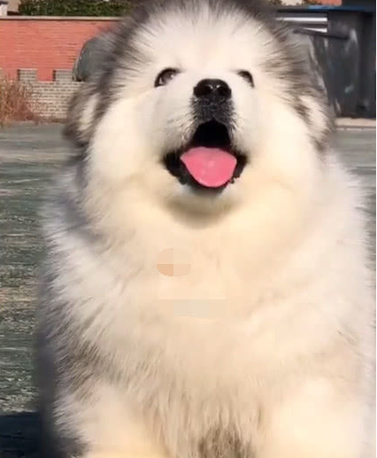 小二哈太胖走几步就累了,看到它的表情主人眼泪都笑出来了!|主人|哈士