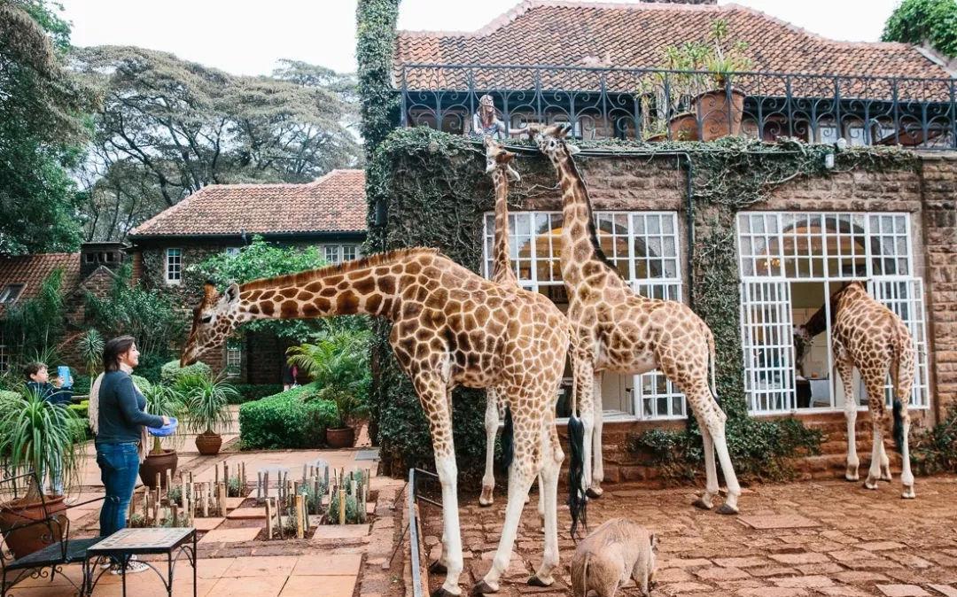 最特别的长颈鹿主题餐厅,吸引来无数顾客打卡,简直是生意鬼才!