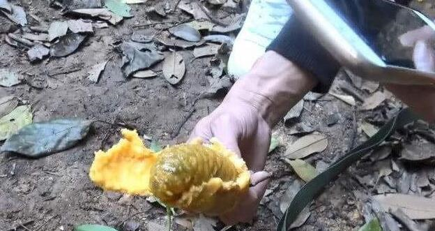 1种野果,对男人“身体好”,女人也爱它,看到是福气,请保护休闲区蓝鸢梦想 - Www.slyday.coM 1种野果,对男人“身体好”,女人也爱它,看到是福气,请保护休闲区蓝鸢梦想 - Www.slyday.coM