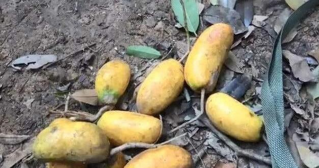 1种野果,对男人“身体好”,女人也爱它,看到是福气,请保护休闲区蓝鸢梦想 - Www.slyday.coM 1种野果,对男人“身体好”,女人也爱它,看到是福气,请保护休闲区蓝鸢梦想 - Www.slyday.coM