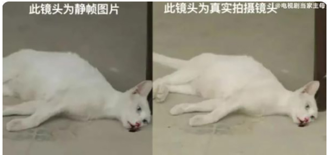 当家主母中的猫是真的死了吗 它是被毒死的吗休闲区蓝鸢梦想 - Www.slyday.coM