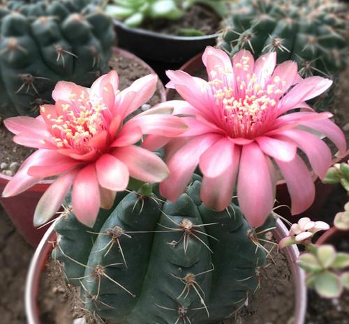 没想到,春天有样养仙人球,球体壮实还能开出花来,美极了!