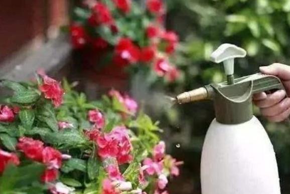 冬天养花,以下“2种水”不可浇,黄叶又烂根,科学浇水很重要!休闲区蓝鸢梦想 - Www.slyday.coM 冬天养花,以下“2种水”不可浇,黄叶又烂根,科学浇水很重要!休闲区蓝鸢梦想 - Www.slyday.coM