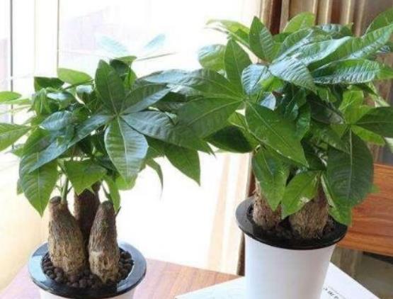 冬天养花,以下“2种水”不可浇,黄叶又烂根,科学浇水很重要!休闲区蓝鸢梦想 - Www.slyday.coM 冬天养花,以下“2种水”不可浇,黄叶又烂根,科学浇水很重要!休闲区蓝鸢梦想 - Www.slyday.coM