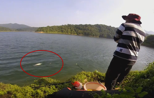 水库钓鱼,看到鱼浮在水面很开心,拉上来后却没有了