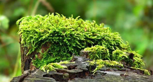 生物进化可能性探讨 地球上是否还有新物种诞生