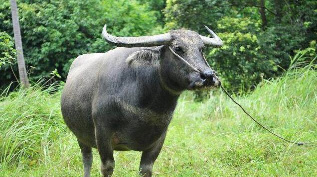 民谚“立秋无雨是空秋，万物从来一半收”啥意思？立秋下雨才好吗休闲区蓝鸢梦想 - Www.slyday.coM