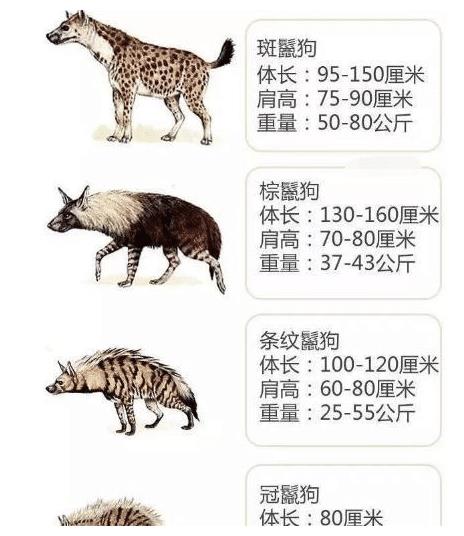 是鬣狗对狮子的危害大还是豺和狼对老虎的危害大