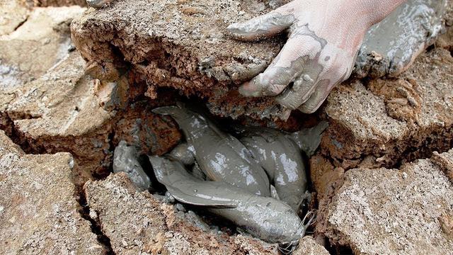 旱地|肺鱼|鱼_新浪新闻