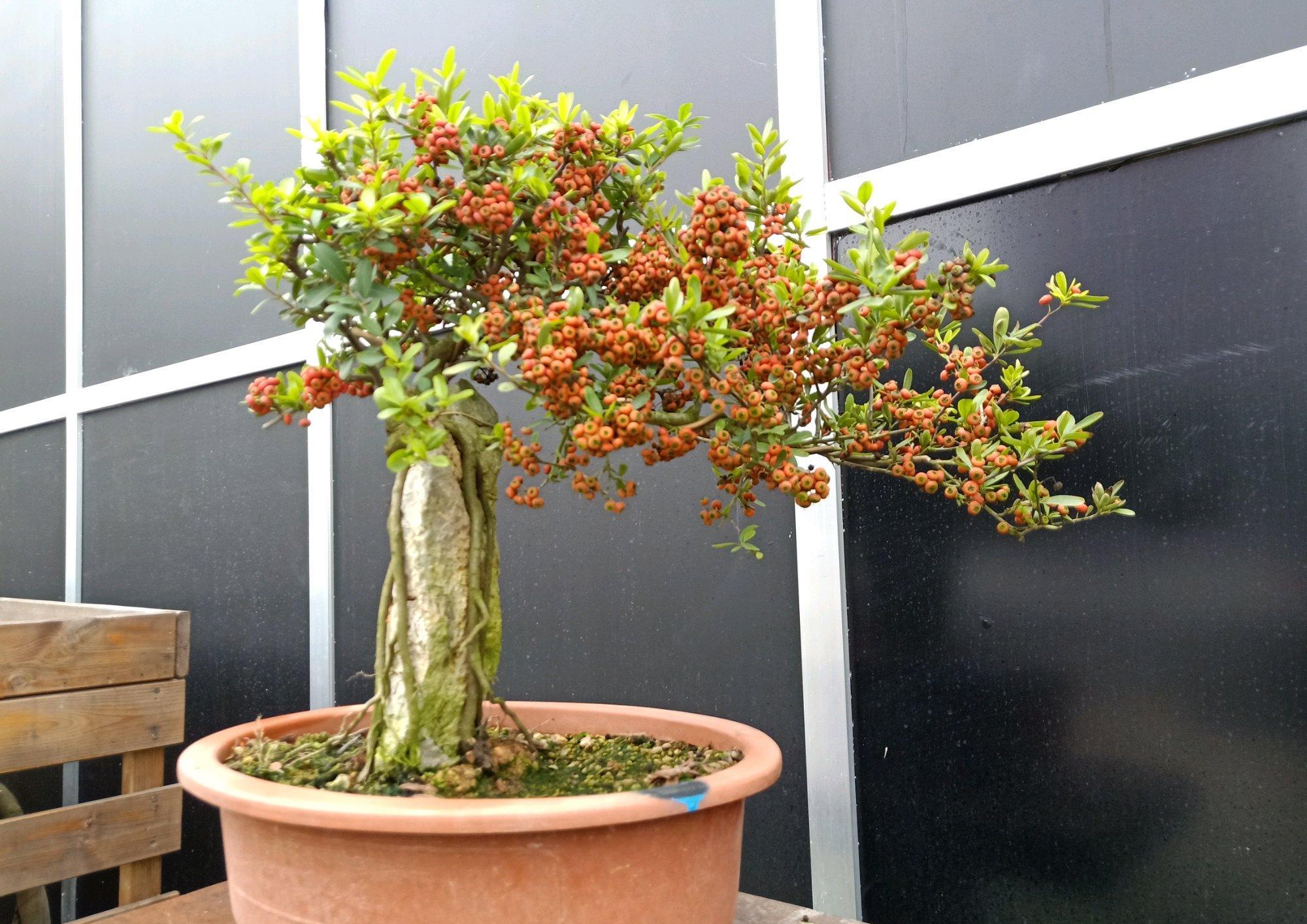 火棘生桩怎么快速发根保湿发根有技巧多久可以养胚成熟桩