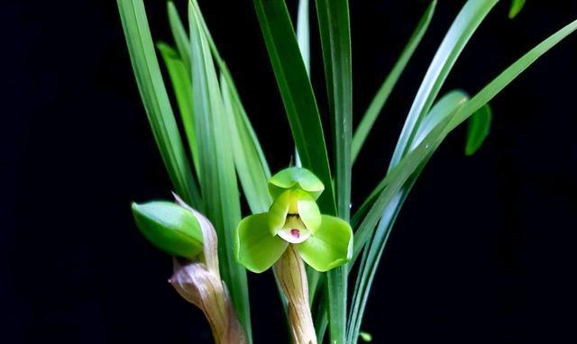 兰花浇水总是烂根死苗 一根烤串竹签就搞定 兰花浇水总是烂根死苗 一根烤串竹签就搞定