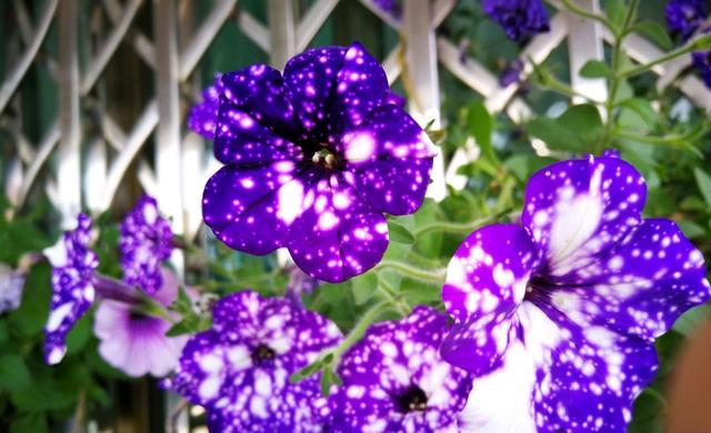 阳台养花来棵矮牵牛星空唯美梦幻的蓝紫色四